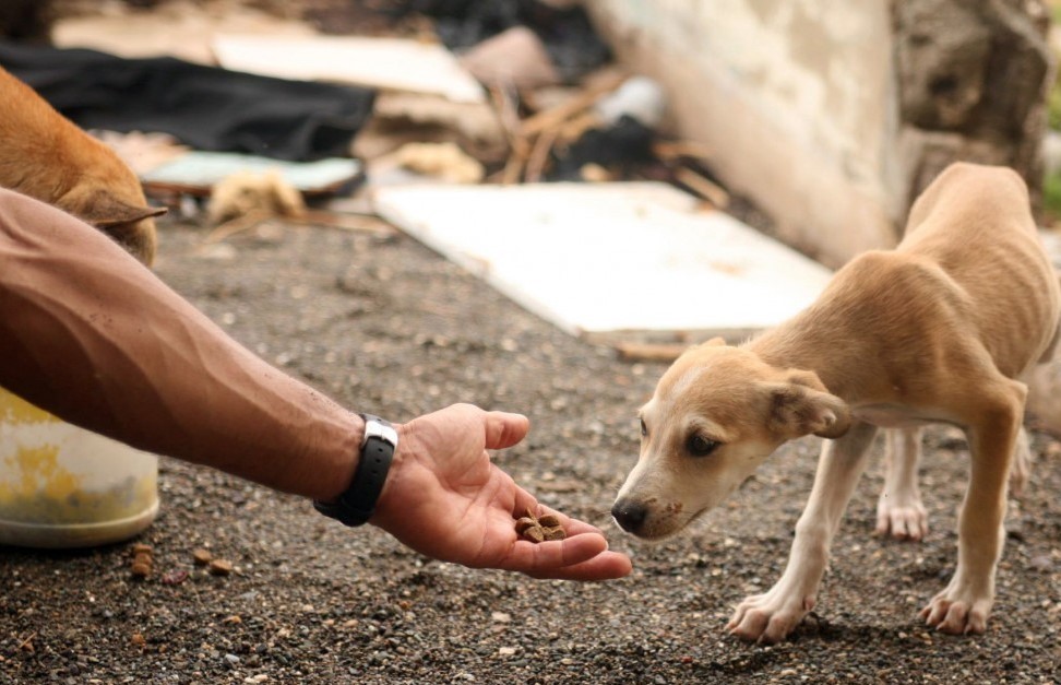 Defesa dos animais: Série de projetos de lei é aprovada