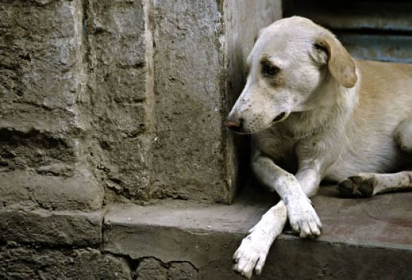 Comissão aprova projeto de conscientização contra o abandono de animais
