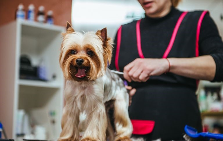Câmara de Ipatinga aprova projeto que obriga pet shop e clínicas veterinárias a ter circuito interno de câmeras