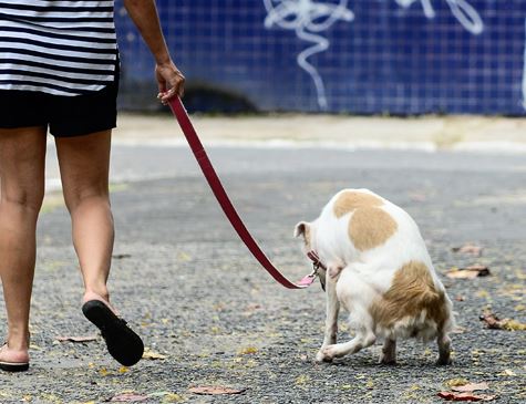 Aprovado: Donos que não recolherem fezes de pets podem ser multados em R$ 115