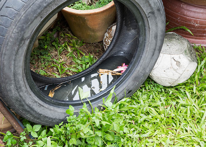 Comissão de Saúde Pública alerta sobre período de proliferação do Aedes Aegypti