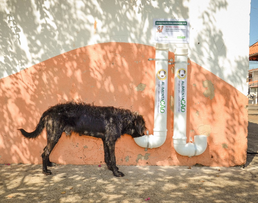 AlimentaCão: projeto em prol dos cães e gatos de rua é aprovado